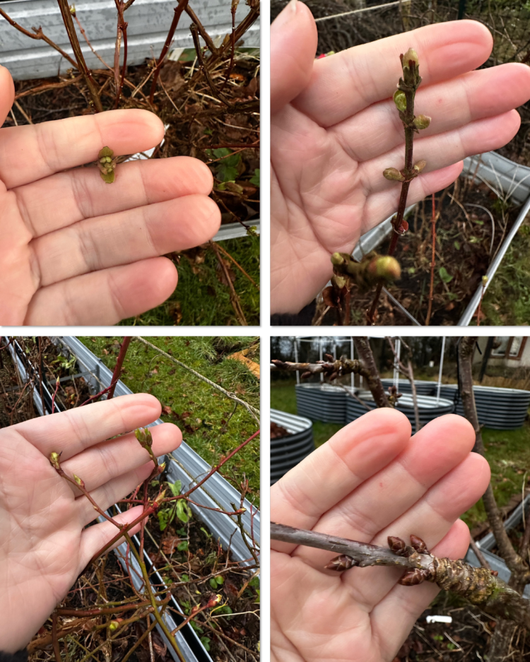 February: Month By Month In Our Scottish Gardens