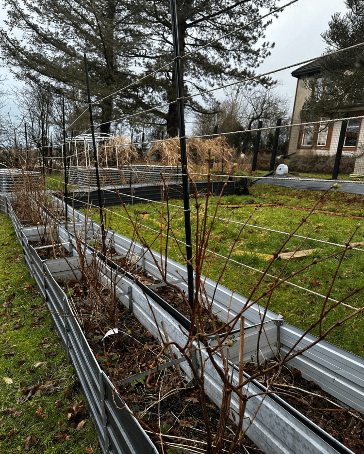 February: Month By Month In Our Scottish Gardens