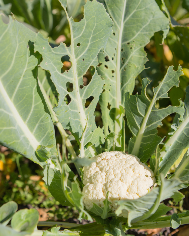 As Spring Awakens: Preparing for Pests, Dormant Diseases and Wildlife in the Garden