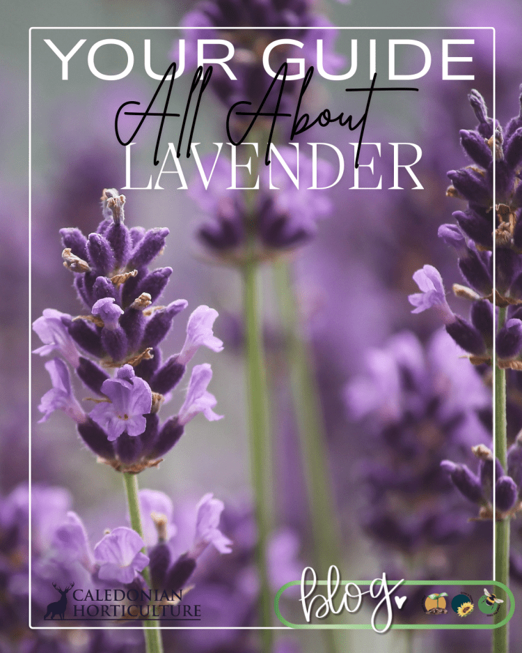All About Series: Growing, Sowing, Caring For Lavender
