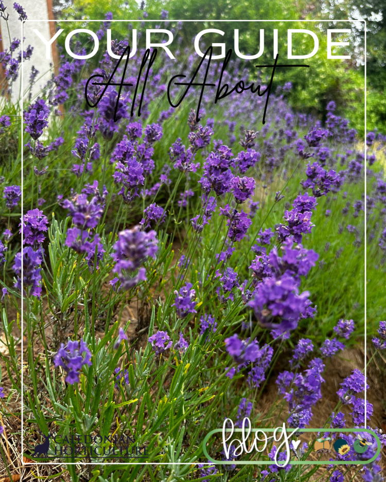 All About Series: Growing, Sowing, Caring For Lavender