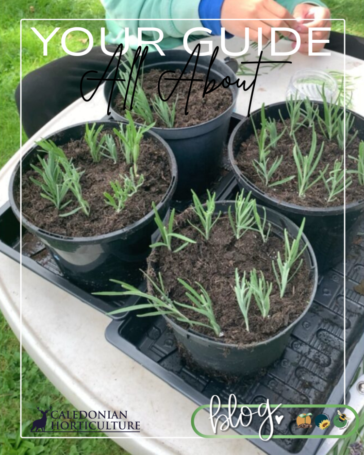 All About Series: Growing, Sowing, Caring For Lavender