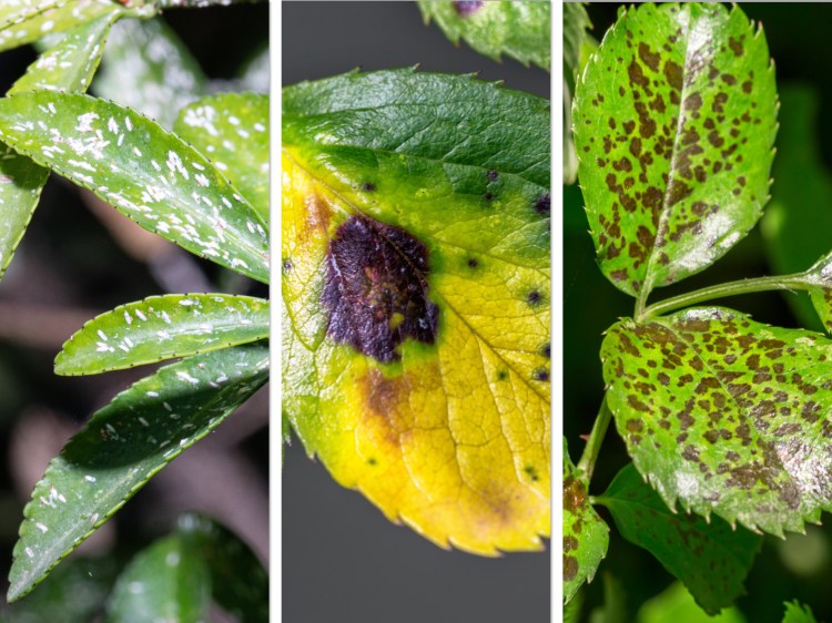 As Spring Awakens: Preparing for Pests, Dormant Diseases and Wildlife in the Garden