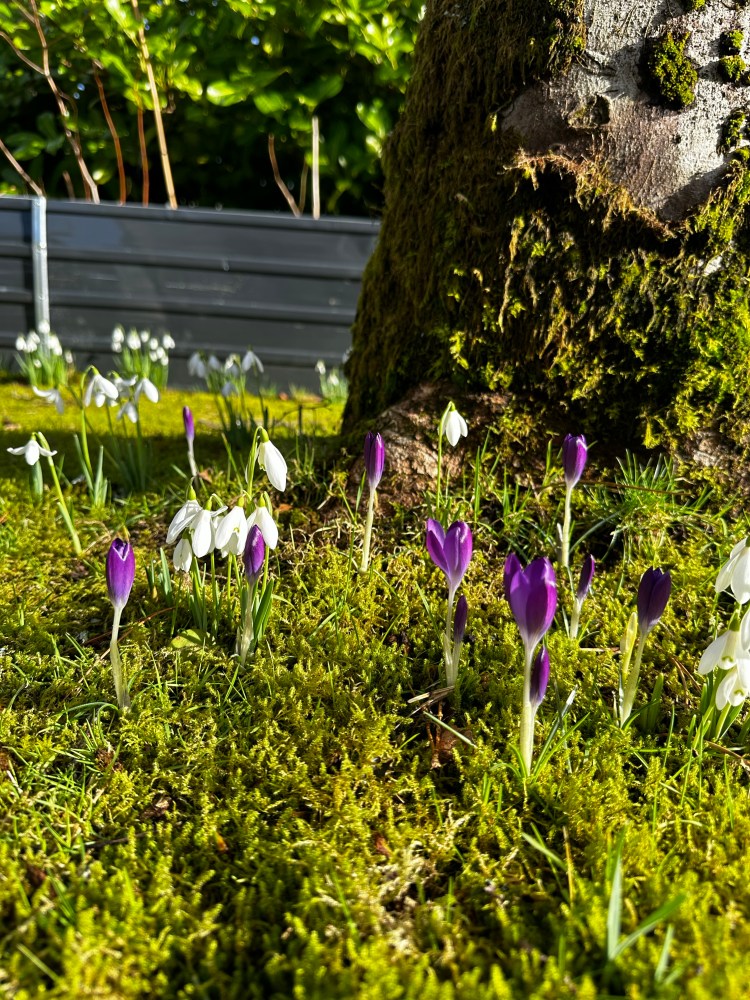 As Spring Awakens: Preparing for Pests, Dormant Diseases and Wildlife in the Garden