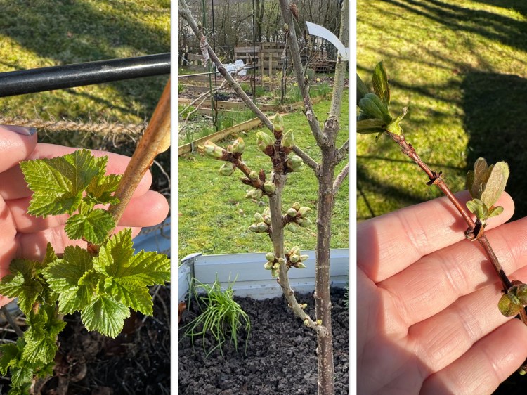 As Spring Awakens: Preparing for Pests, Dormant Diseases and Wildlife in the Garden