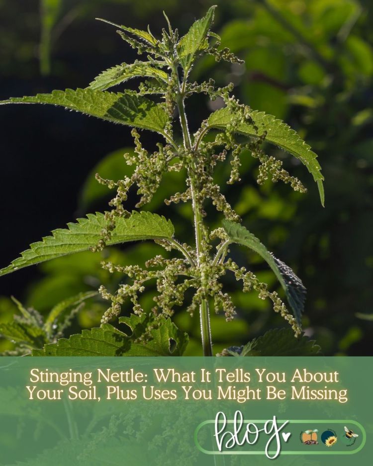 Stinging Nettle: What It Tells You About Your Soil, Plus Uses You Might Be Missing
