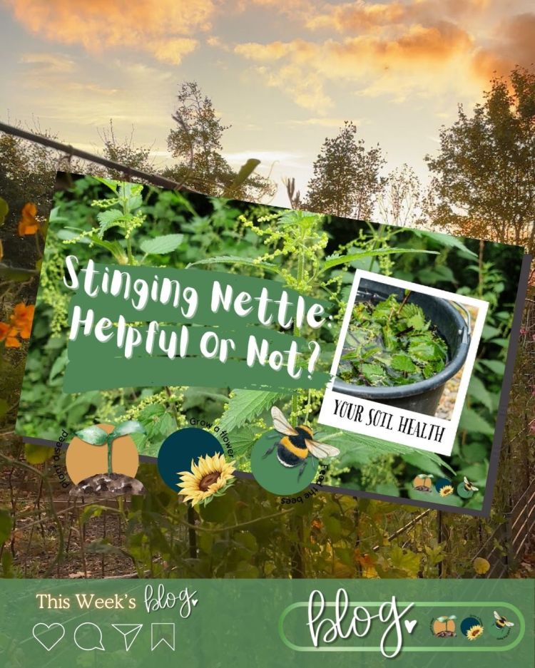 Stinging Nettle: What It Tells You About Your Soil, Plus Uses You Might Be Missing