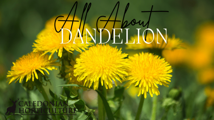 All About Series Dandelion