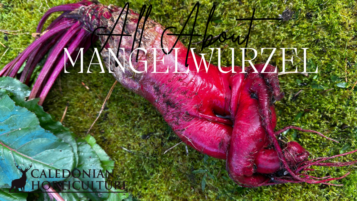 All About Series: Growing, Sowing, Caring For&nbsp;Mangelwurzel
