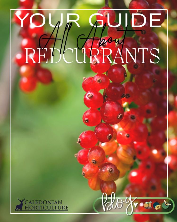 All About Redcurrants