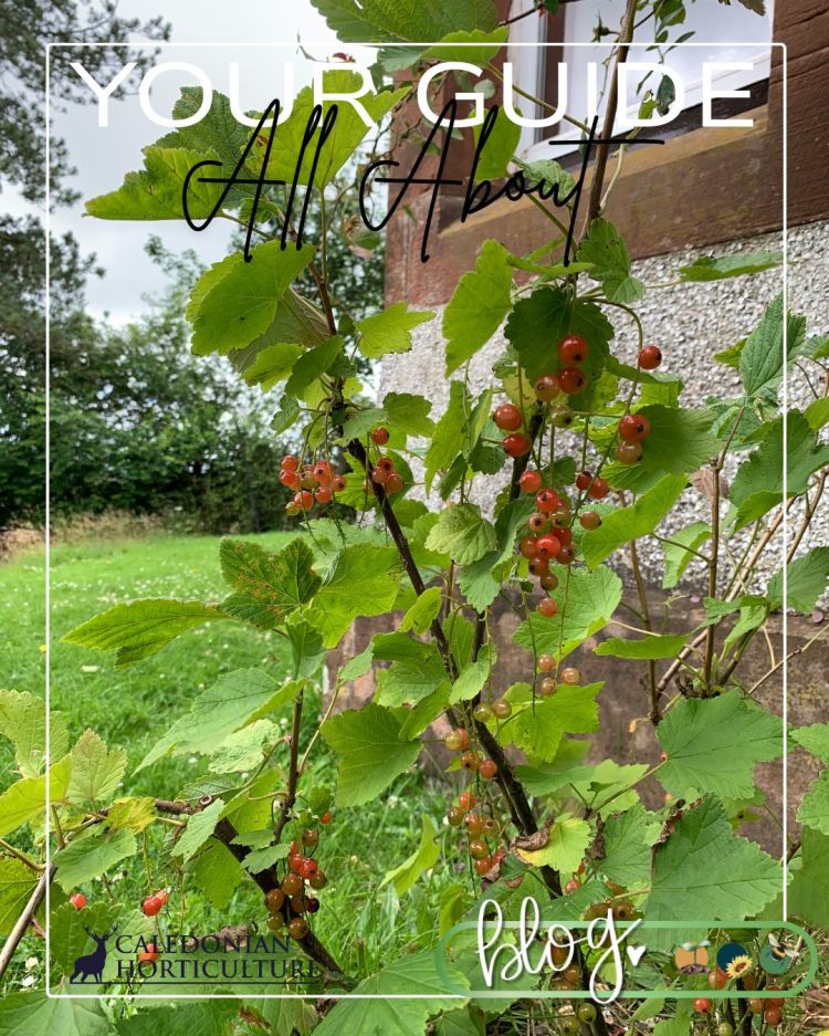 All About Redcurrants