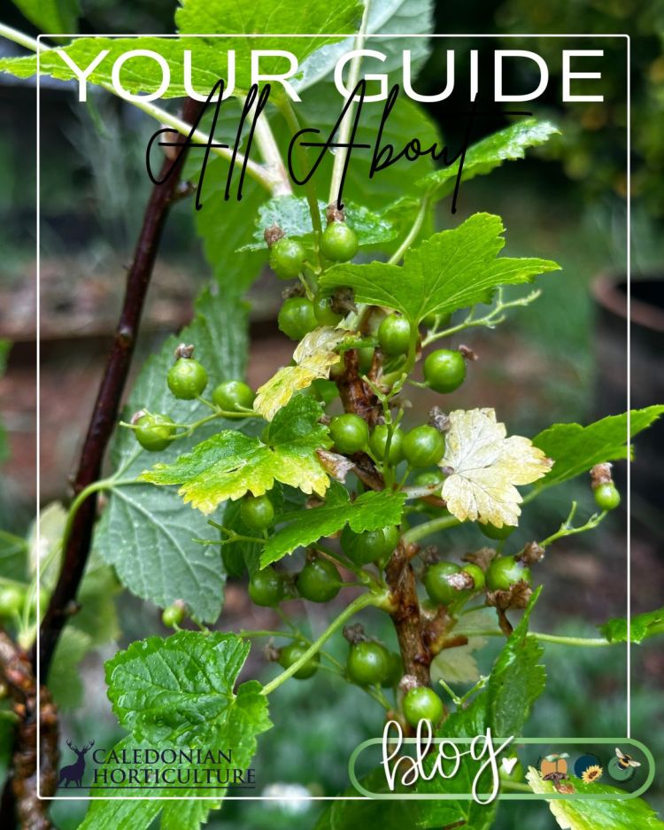 All About Redcurrants