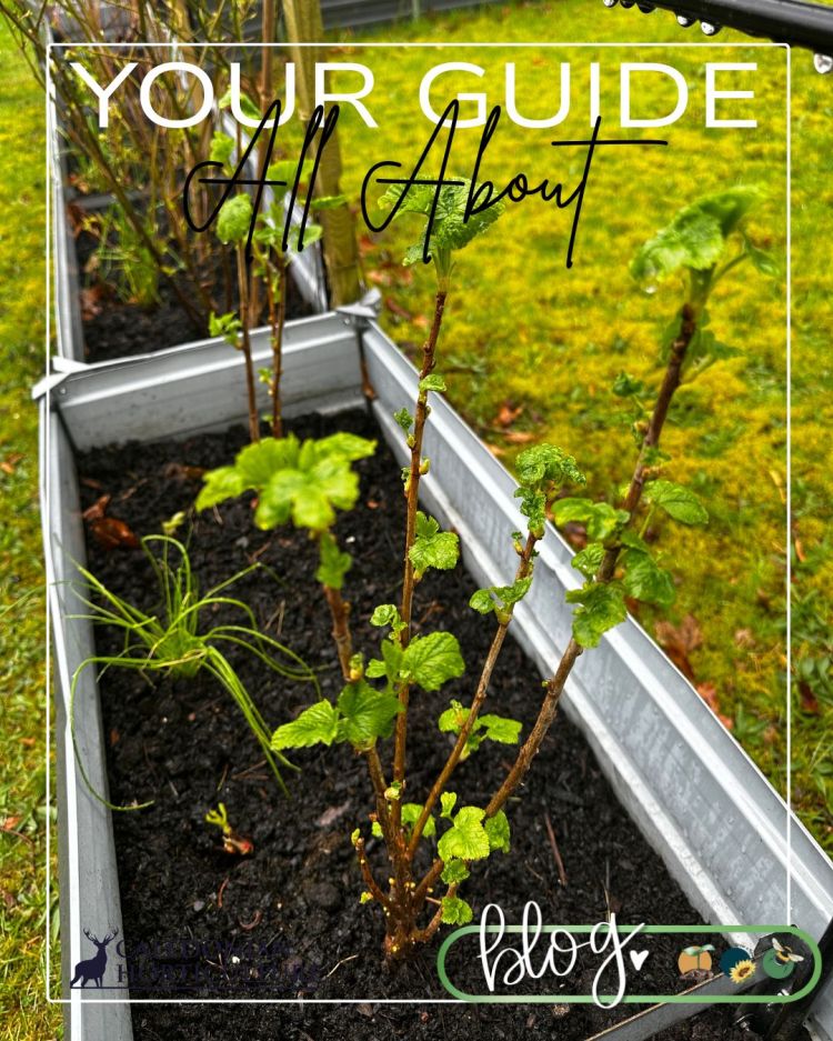 All About Redcurrants