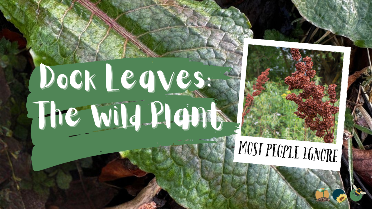 Dock Leaves: The Wild Plant Most People Ignore (But Shouldn’t)