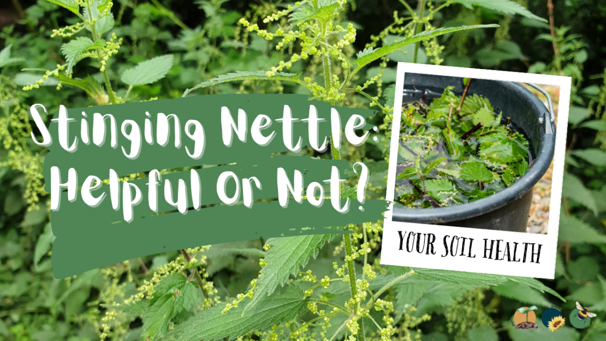 Stinging Nettle: What It Tells You About Your Soil, Plus Uses You Might Be&nbsp;Missing