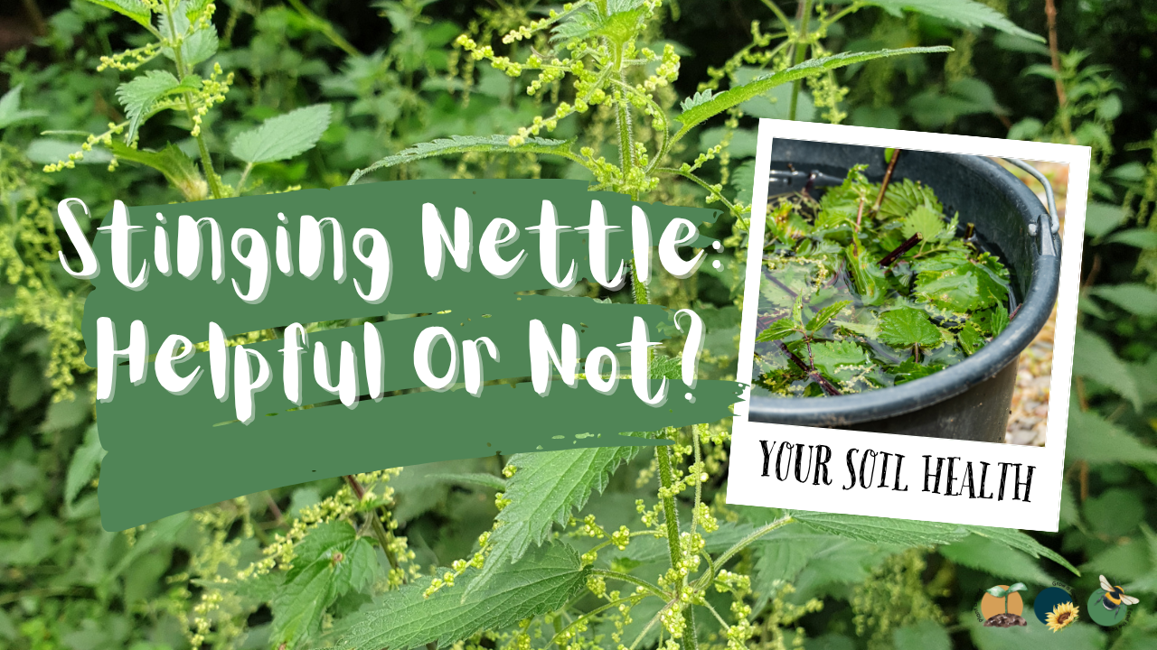 Stinging Nettle: What It Tells You About Your Soil, Plus Uses You Might Be Missing