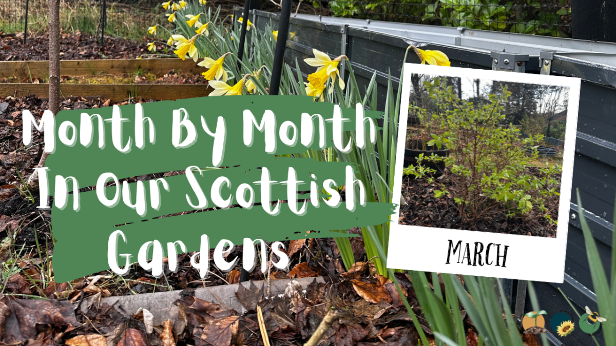 March: Month By Month In Our Scottish&nbsp;Gardens