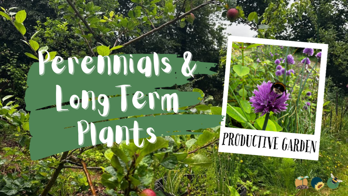 Perennials & Long Term Plants to&nbsp;Plant