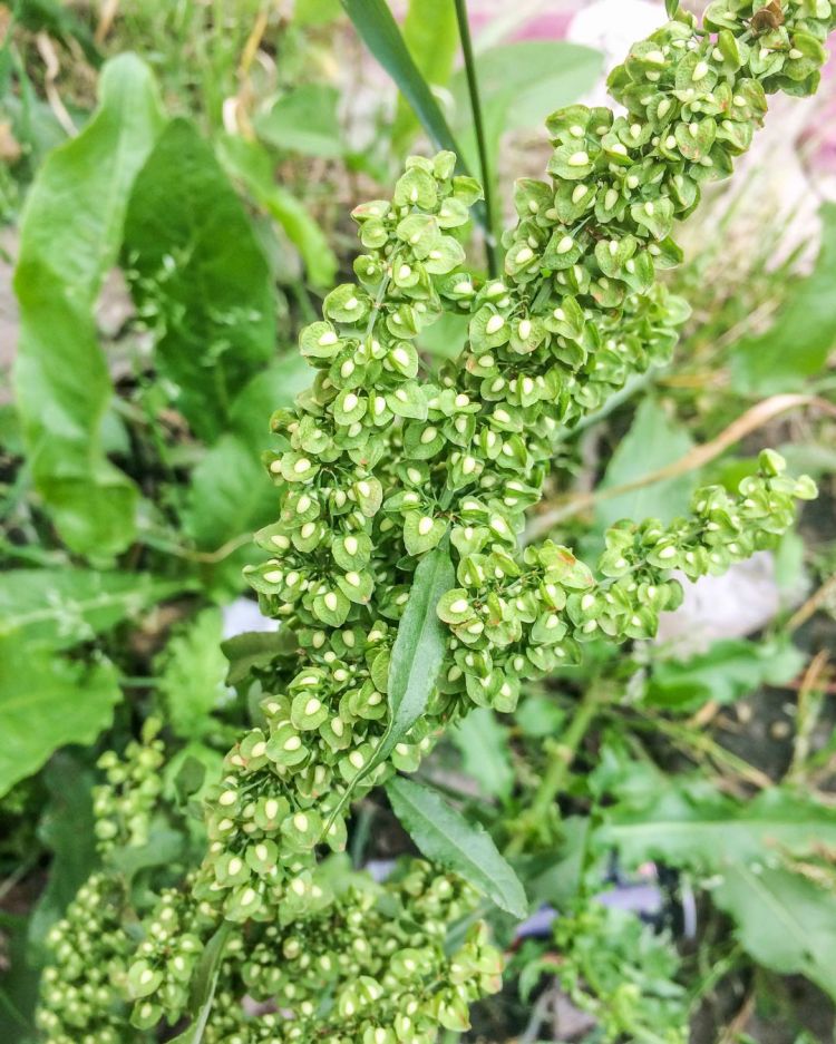 Dock Leaves: The Wild Plant Most People Ignore (But Shouldn’t)