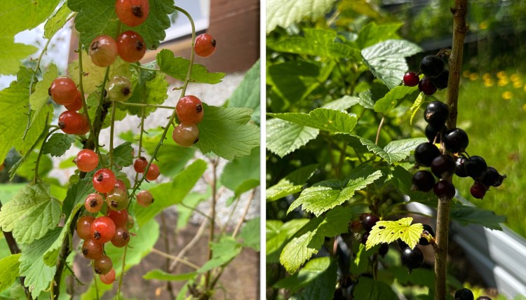 Currants Perennials & Long Term Plants to Plant