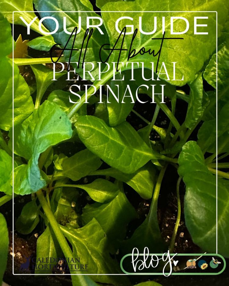 All About Series: Growing, Sowing, Caring For Perpetual Spinach
