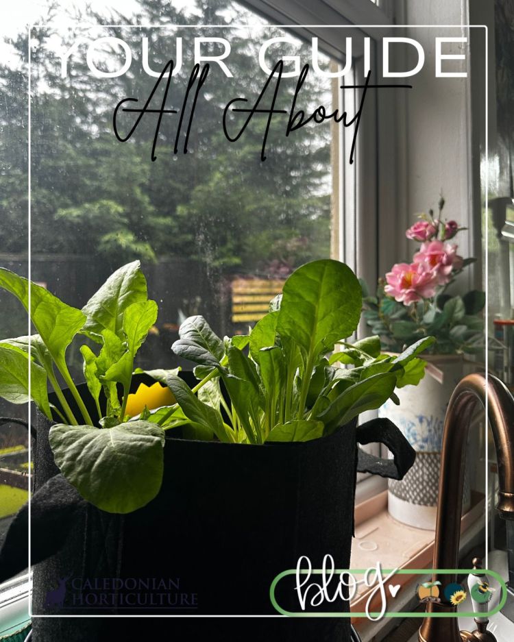 All About Series: Growing, Sowing, Caring For Perpetual Spinach