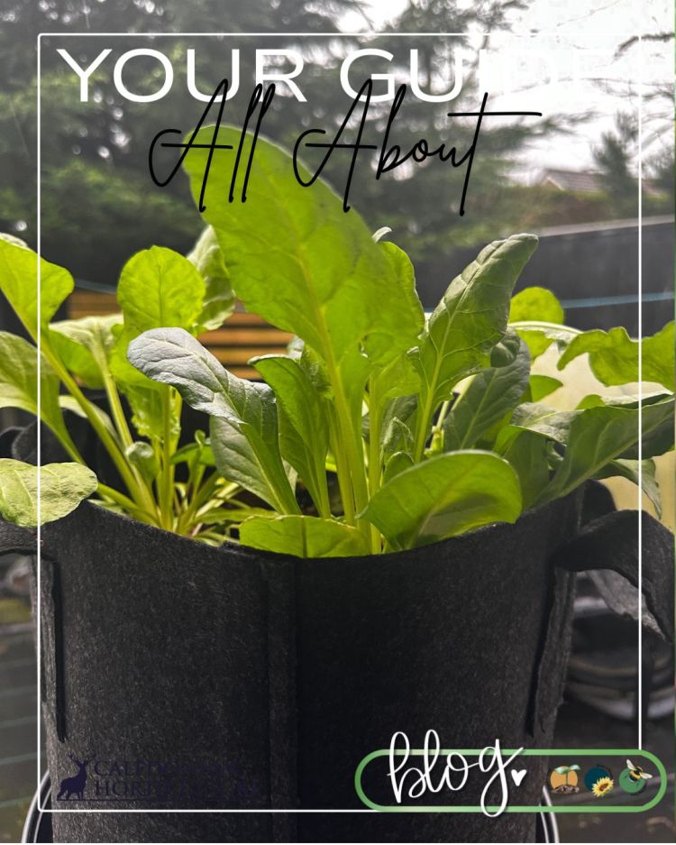 All About Series: Growing, Sowing, Caring For Perpetual Spinach