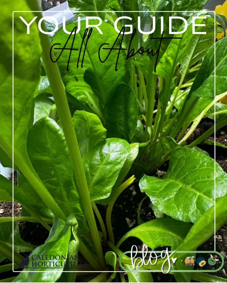 All About Series: Growing, Sowing, Caring For Perpetual Spinach