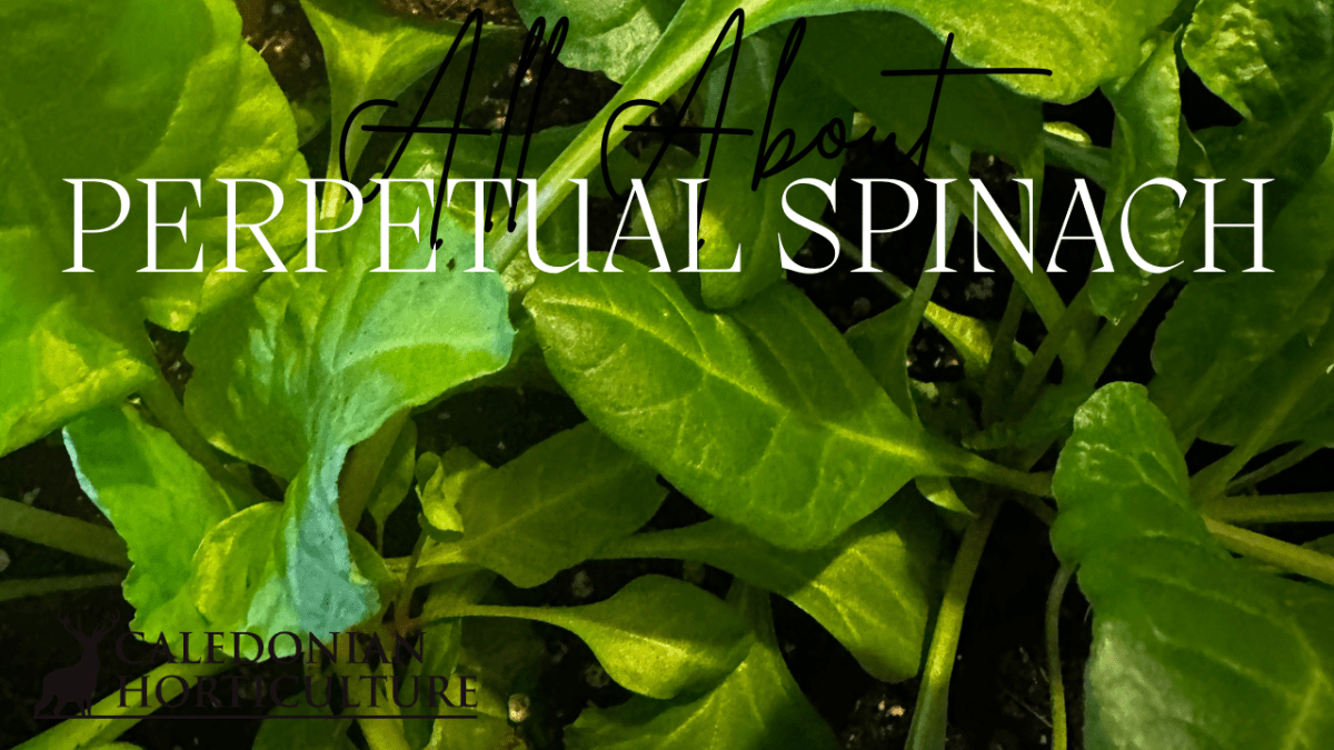 All About Series: Growing, Sowing, Caring For Perpetual&nbsp;Spinach