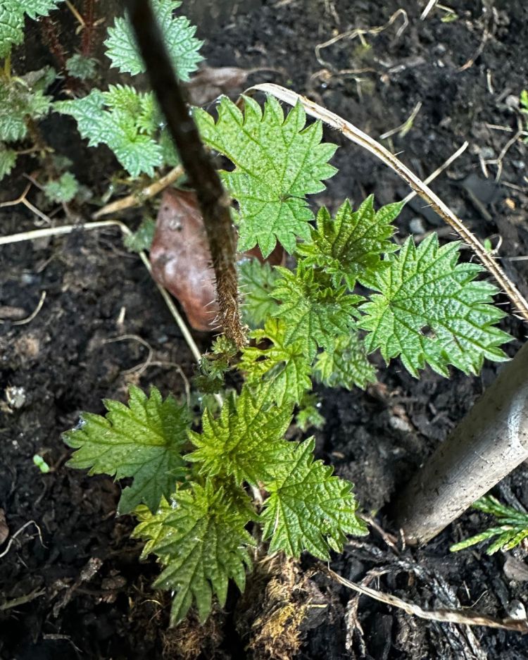 Stinging Nettle: What It Tells You About Your Soil, Plus Uses You Might Be Missing