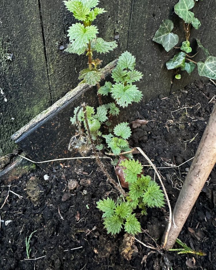Stinging Nettle: What It Tells You About Your Soil, Plus Uses You Might Be Missing