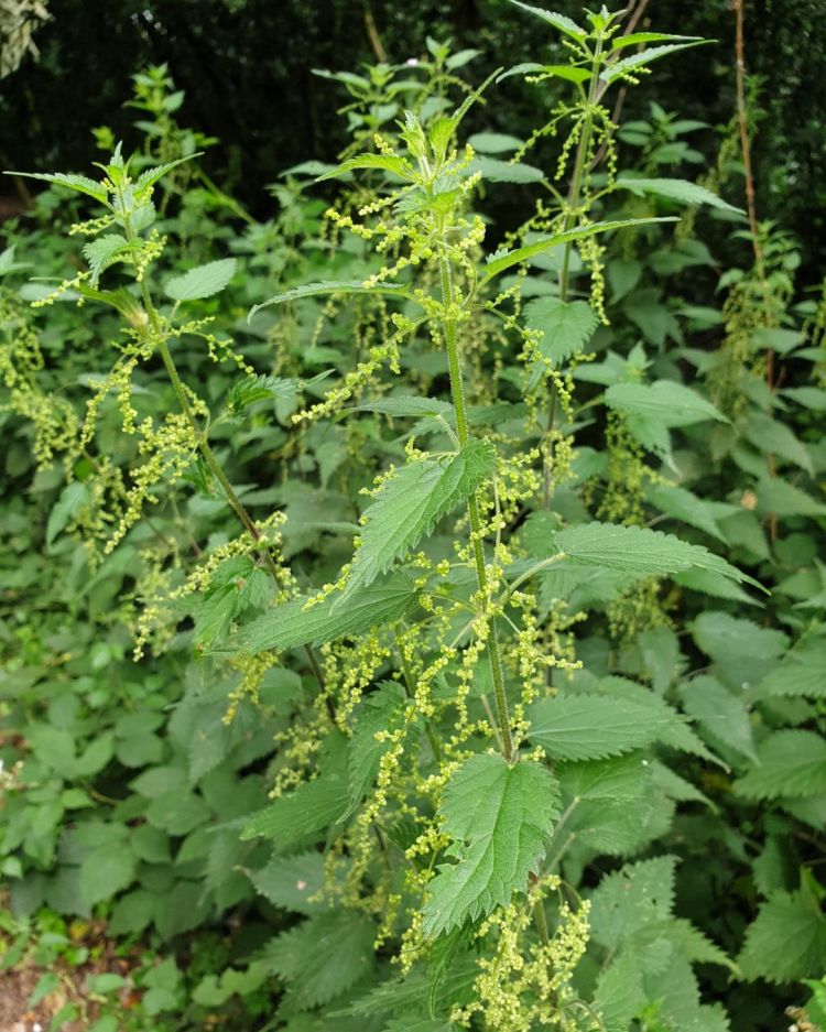 Stinging Nettle: What It Tells You About Your Soil, Plus Uses You Might Be Missing
