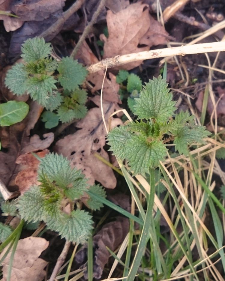 Stinging Nettle: What It Tells You About Your Soil, Plus Uses You Might Be Missing