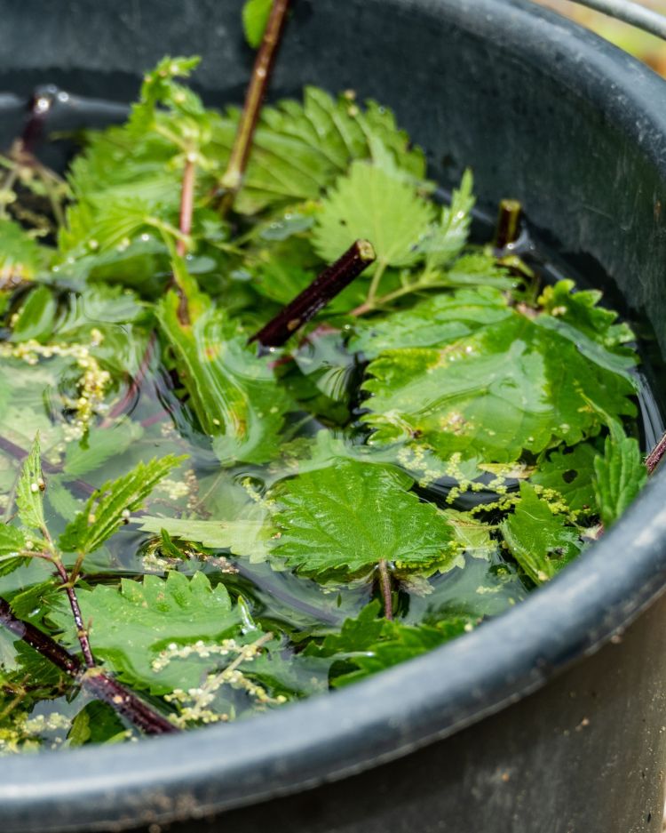 Stinging Nettle: What It Tells You About Your Soil, Plus Uses You Might Be Missing