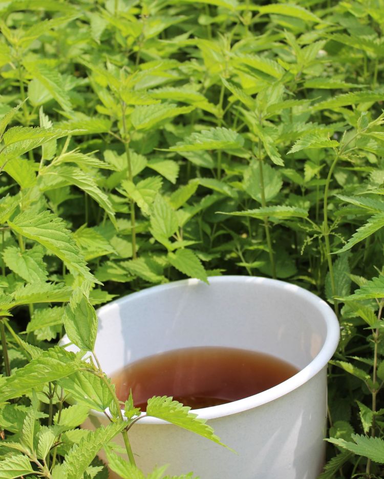 Stinging Nettle: What It Tells You About Your Soil, Plus Uses You Might Be Missing