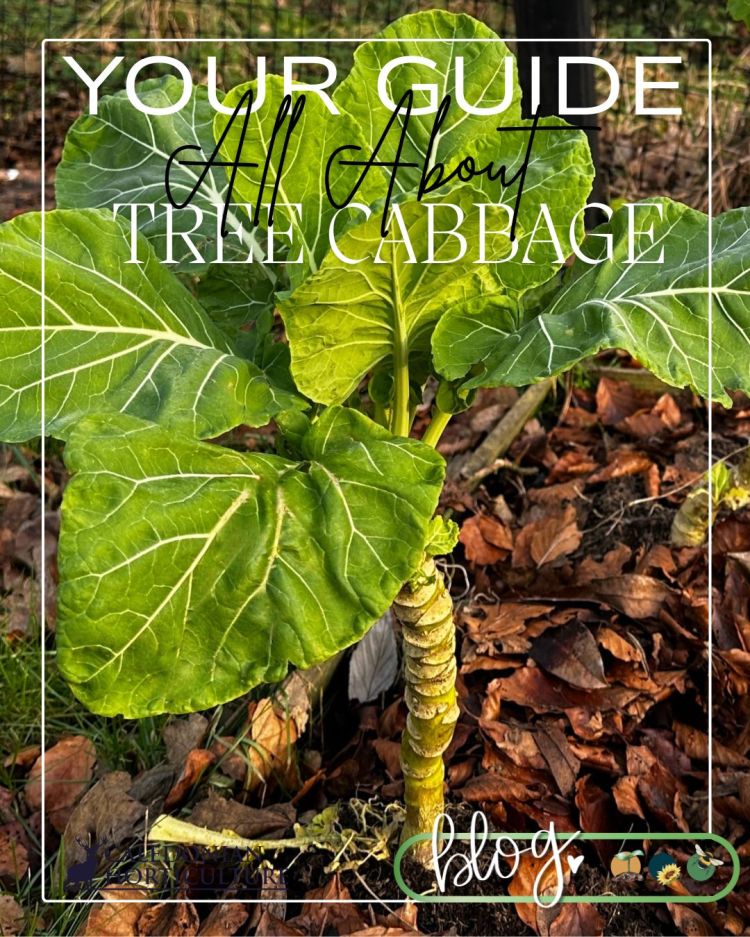 All About Series: Growing, Sowing, Caring For Tree Cabbage