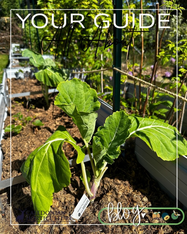 All About Series: Growing, Sowing, Caring For Tree Cabbage