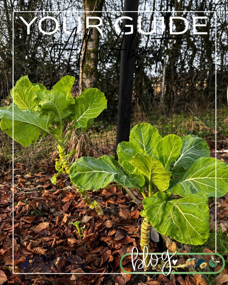 All About Series: Growing, Sowing, Caring For Tree Cabbage