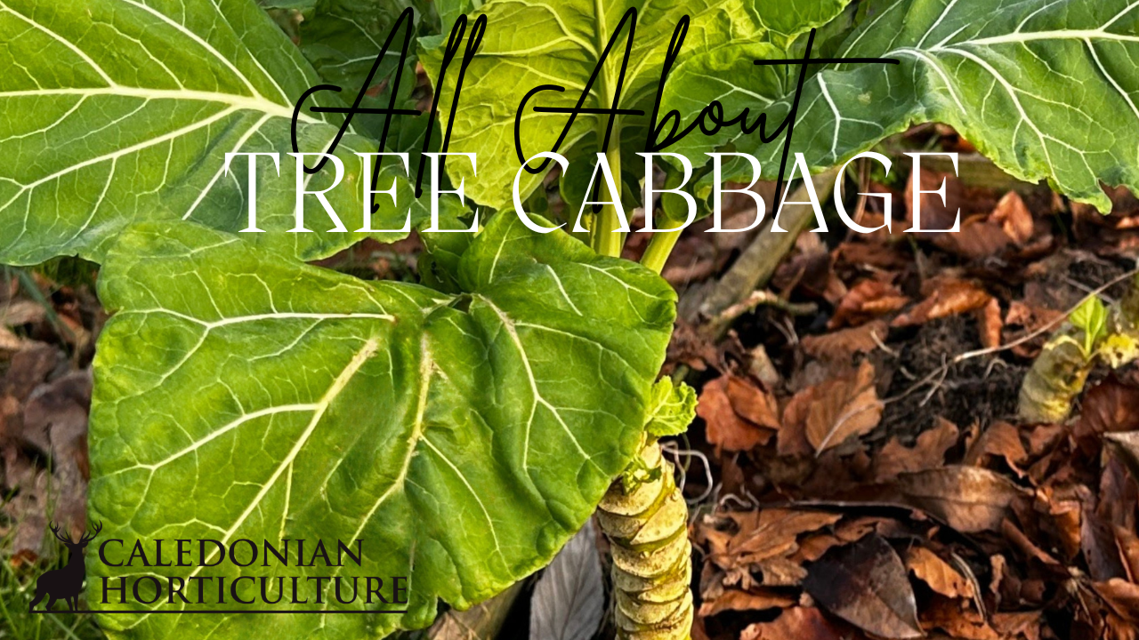Guide to Tree Cabbage