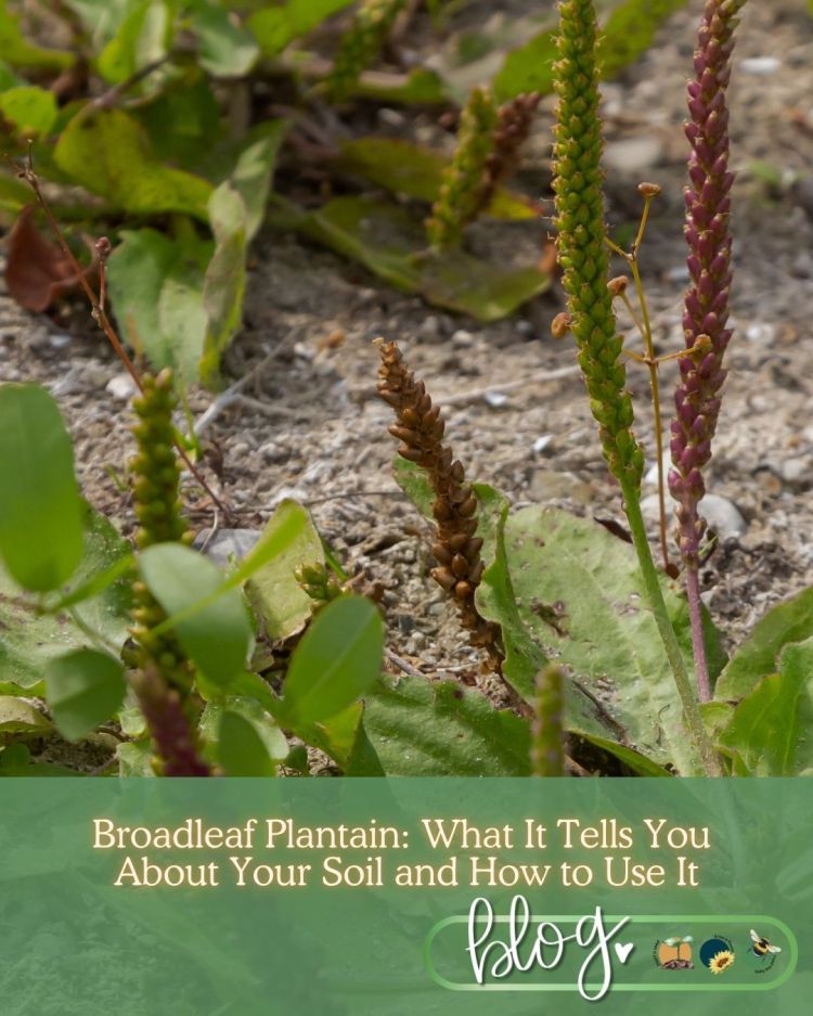 Broadleaf Plantain: What It Tells You About Your Soil and How to Use It