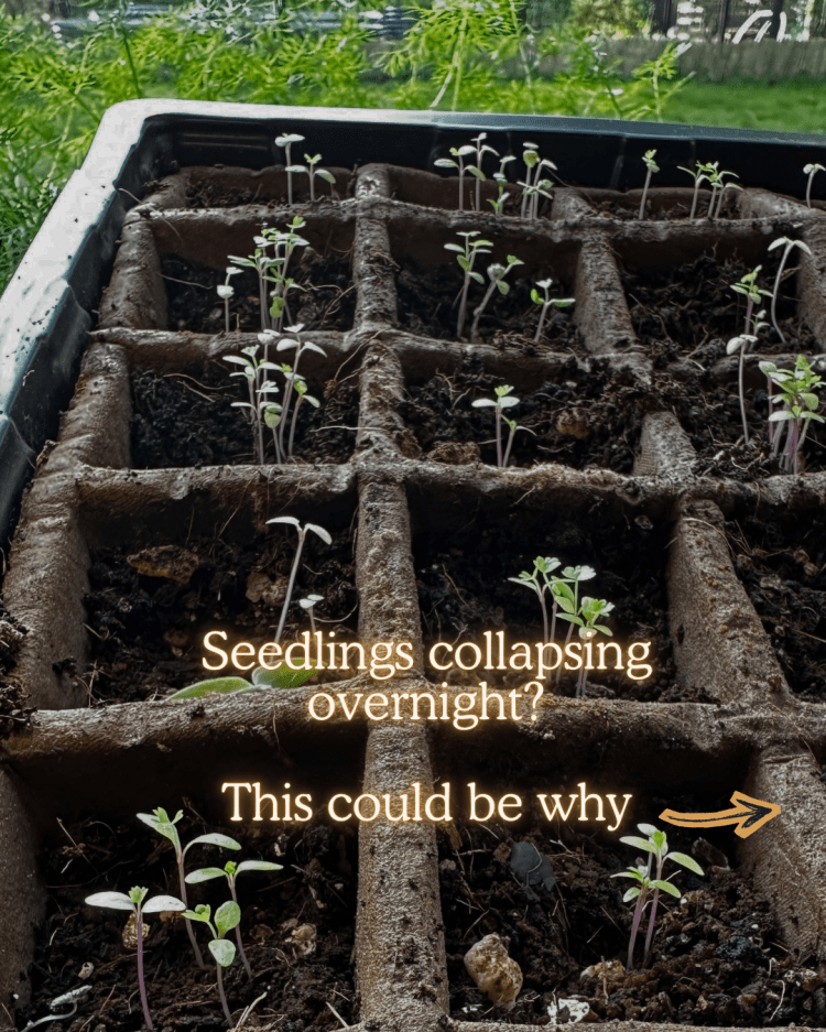 10 Common Seed Starting Problems (and How to Fix Them Like a Pro)