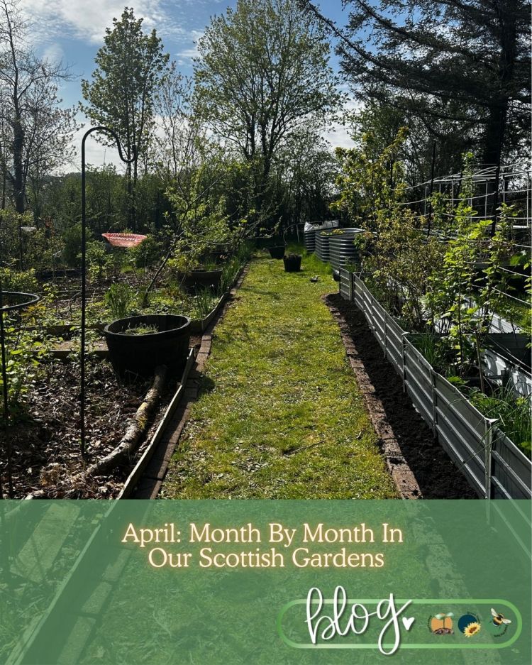 April: Month By Month In Our Scottish Gardens