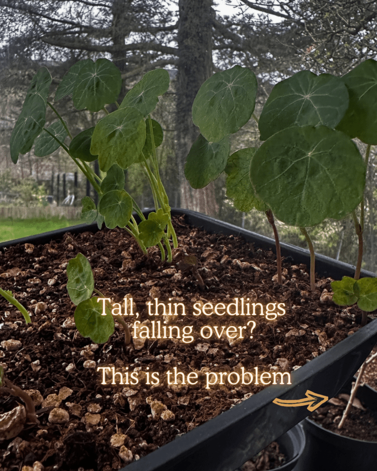 10 Common Seed Starting Problems (and How to Fix Them Like a Pro)