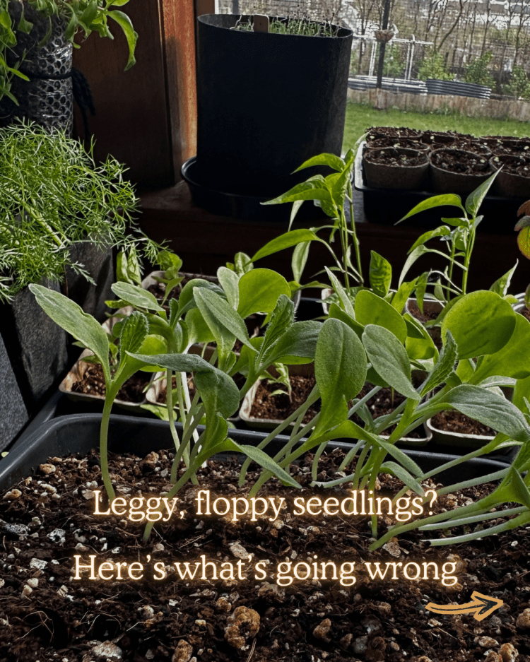 10 Common Seed Starting Problems (and How to Fix Them Like a Pro)
