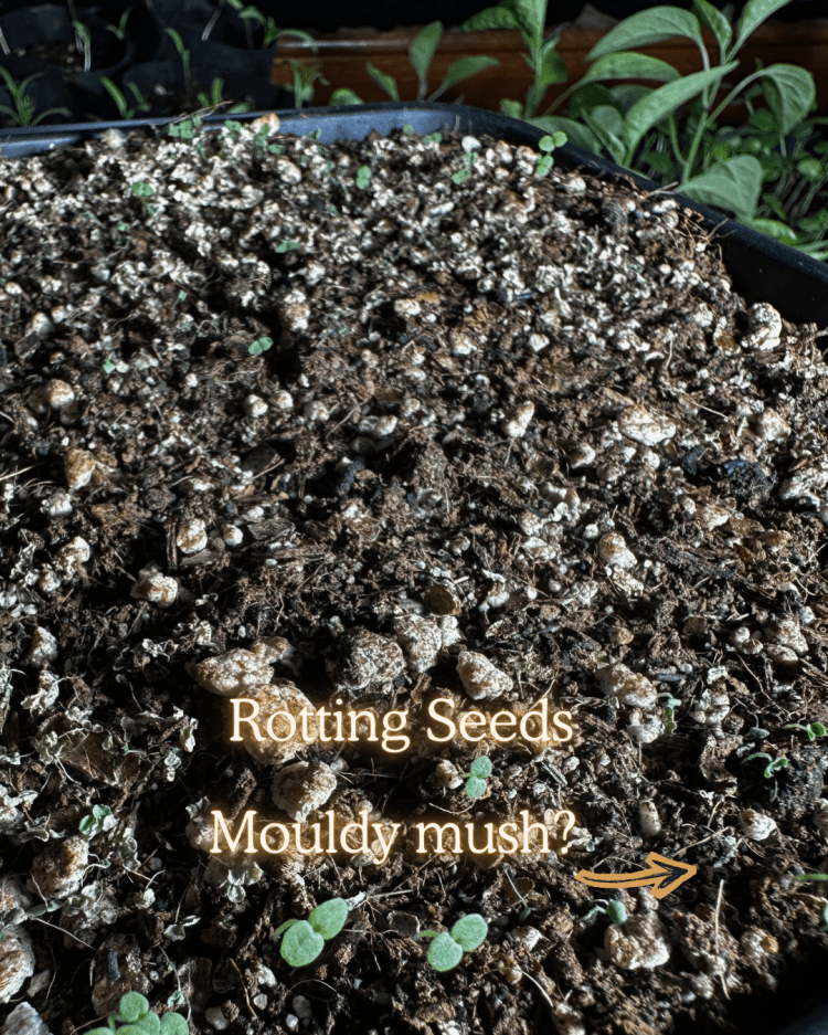 10 Common Seed Starting Problems (and How to Fix Them Like a Pro)