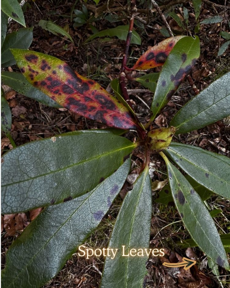 10 Leaf Problems That Reveal Exactly What Your Plant Needs