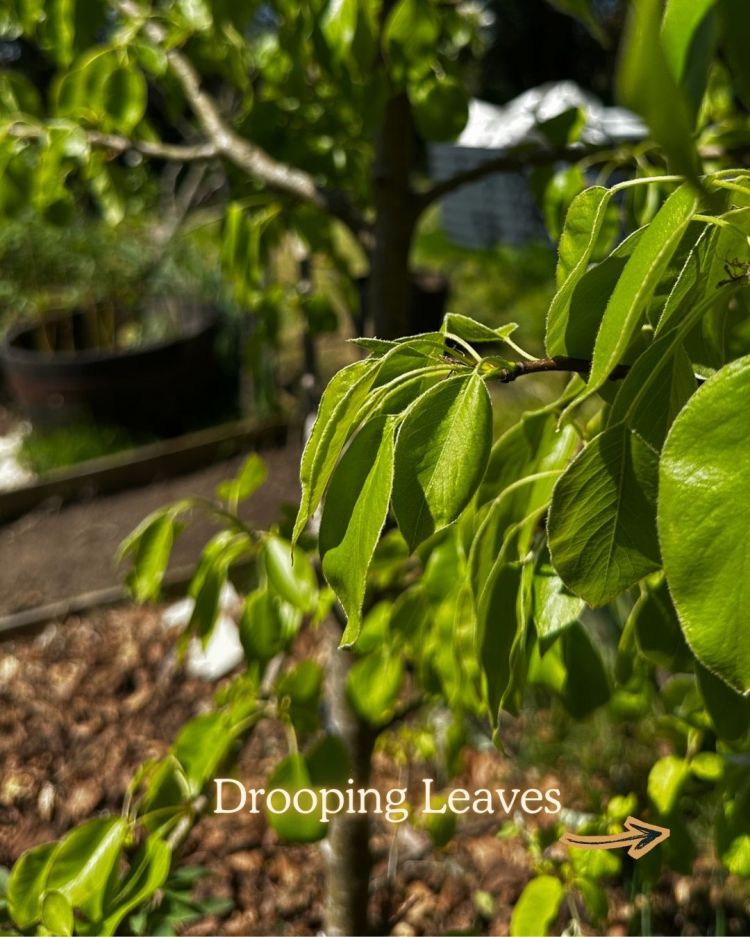 10 Leaf Problems That Reveal Exactly What Your Plant Needs