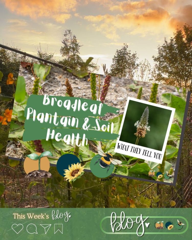 Broadleaf Plantain: What It Tells You About Your Soil and How to Use It