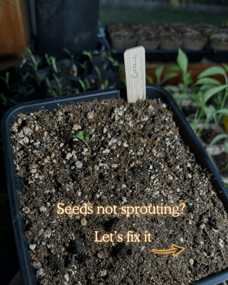 10 Common Seed Starting Problems (and How to Fix Them Like a Pro)