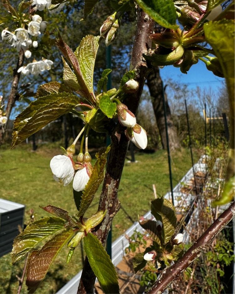 3 Simple Ways to Support Earth Day & National Gardening Week in 2026